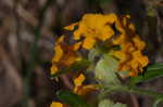 Hoary puccoon